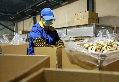 玉屏 市場需求旺，菌棒生產(chǎn)忙，食品互聯(lián)網(wǎng)銷售助農(nóng)增收